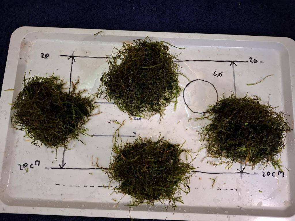 Mooie pluk javamos 5 euro per stuk, Ophalen, Nieuw, Plant(en), Steen of Hout