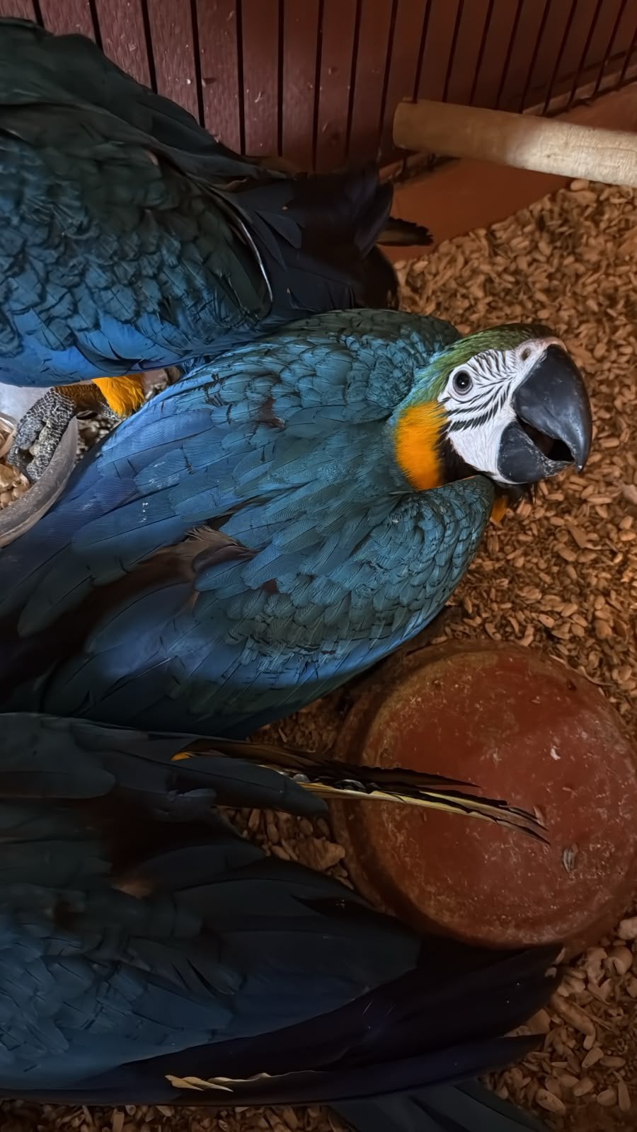 Blauw gele ara, Dieren en Toebehoren, Meerdere dieren, Papegaai