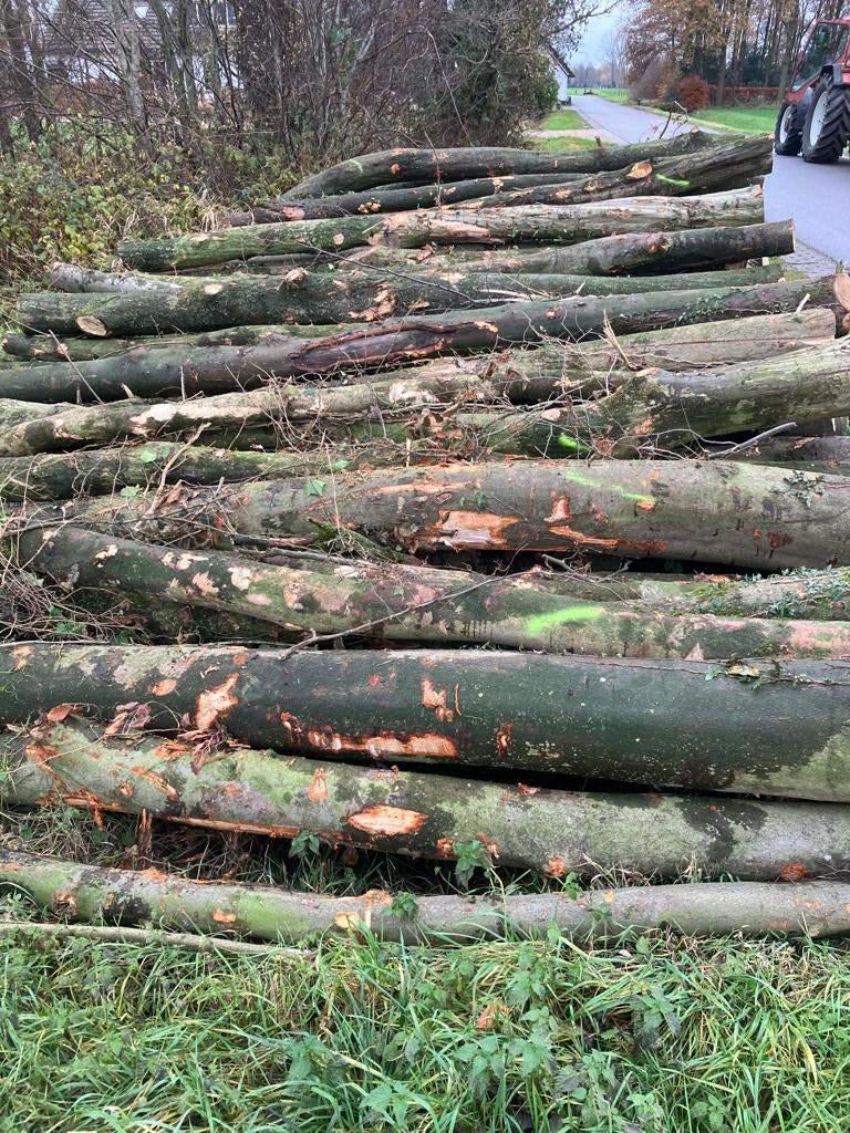Brandhout,Boomstammen,Stamhout,Beuken,Beukenstammen, 6 m³ of meer, Ophalen of Verzenden, Beukenhout, Stammen