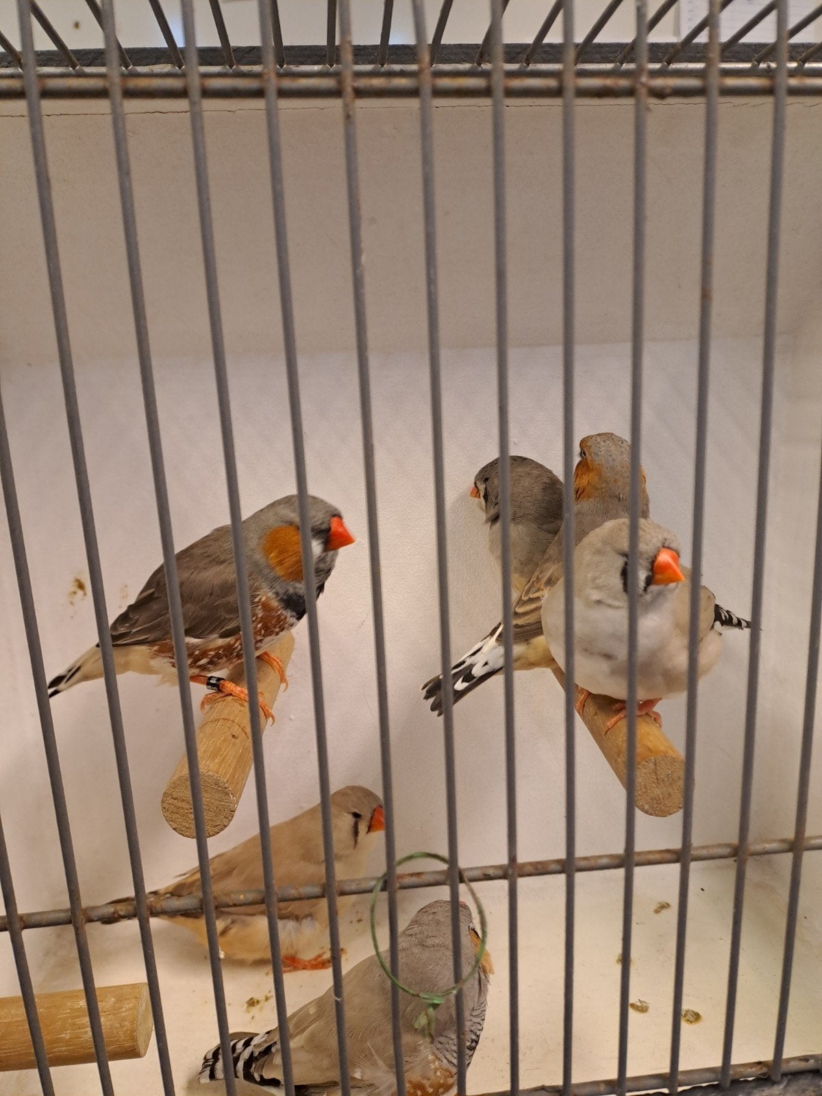 3 koppels zebravinken, Dieren en Toebehoren
