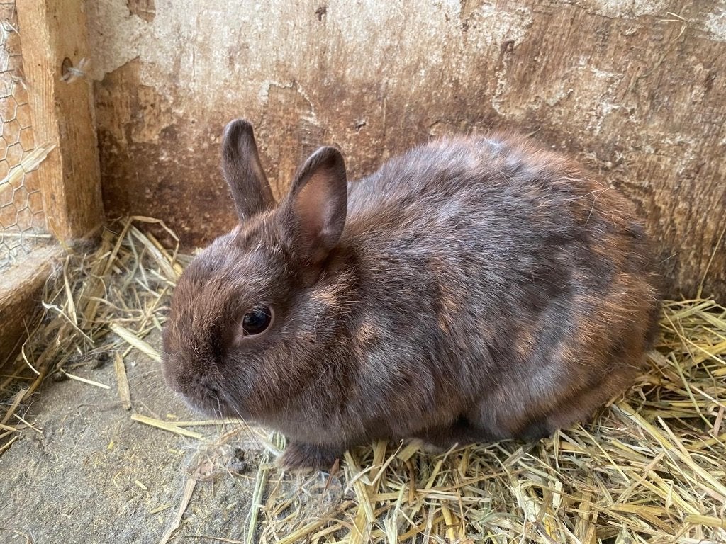 Konijn, Dieren en Toebehoren, Vrouwelijk, Middelgroot, 3 tot 5 jaar
