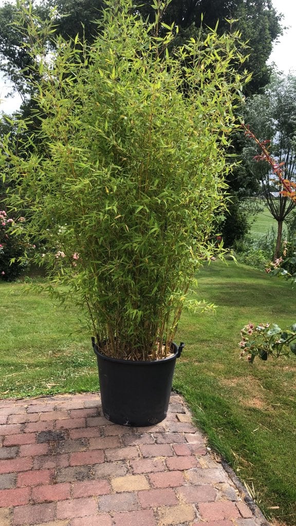 grote groene bamboe plant in pot, Overige soorten, Vaste plant, Ophalen of Verzenden, Bloeit niet