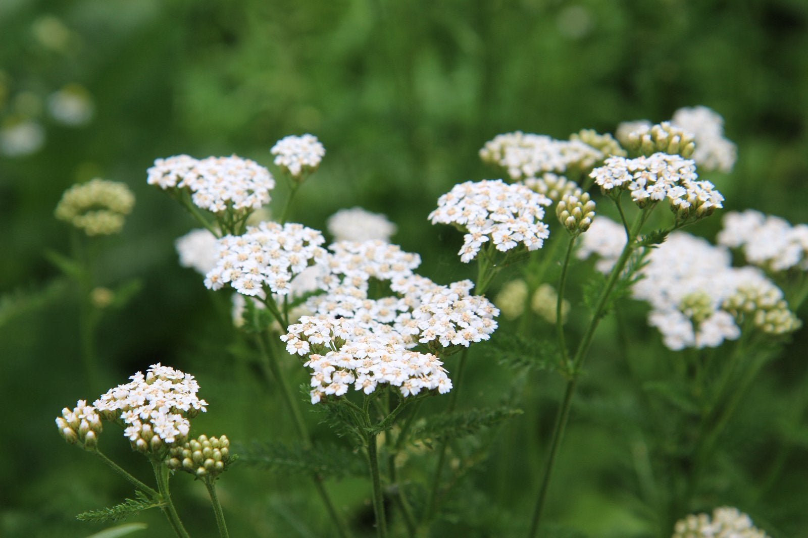 Duizendblad, Achillea, te koop, Tuin en Terras, Planten | Tuinplanten, Ophalen, Overige soorten, Volle zon