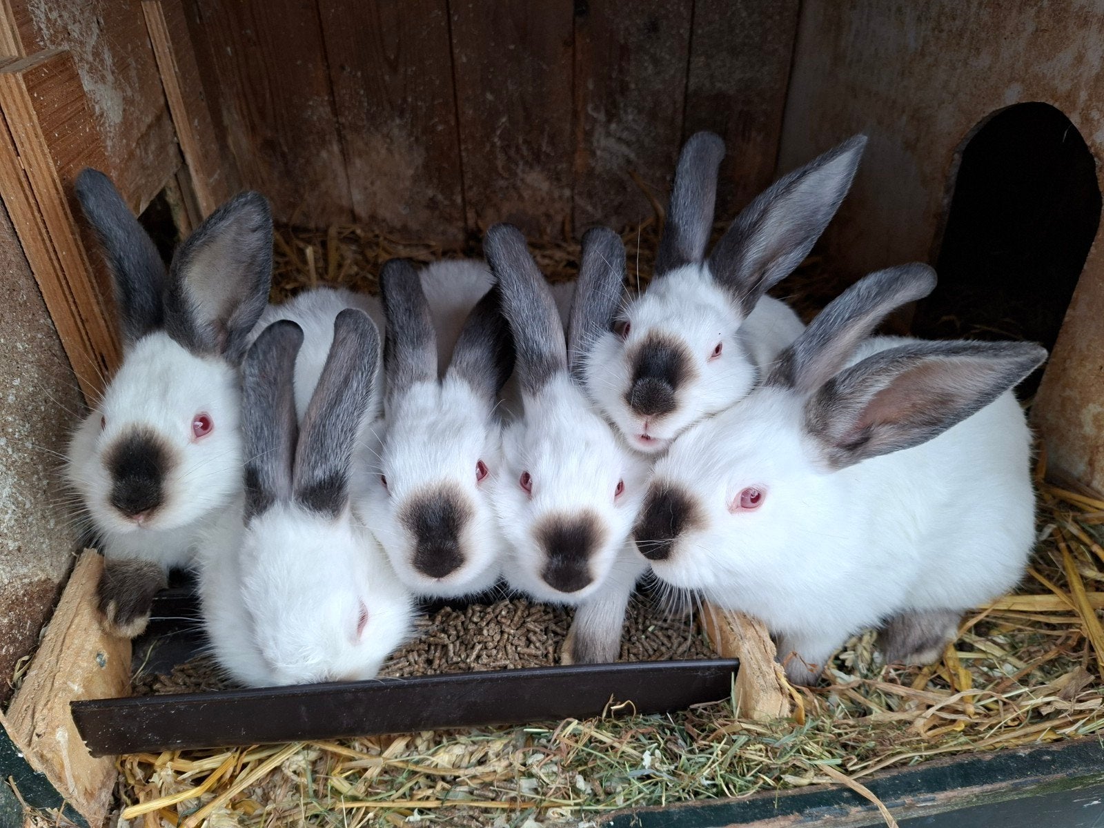 6 jonge calafornia konijnen, Meerdere dieren, Middelgroot, 0 tot 2 jaar