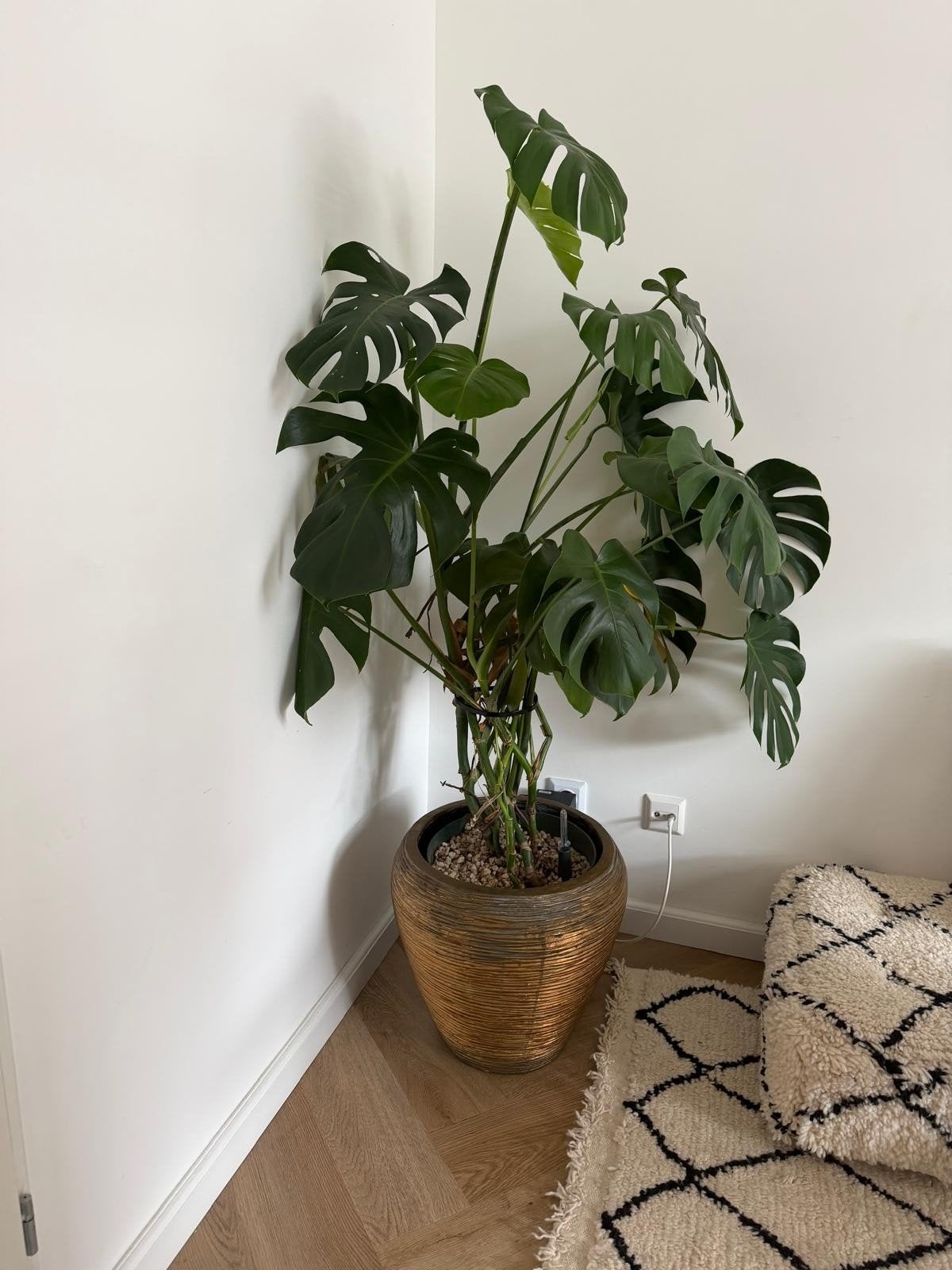 Mooie, goed verzorgde kamerplant (Monstera), 100 tot 150 cm, Overige soorten, In pot, Groene kamerplant