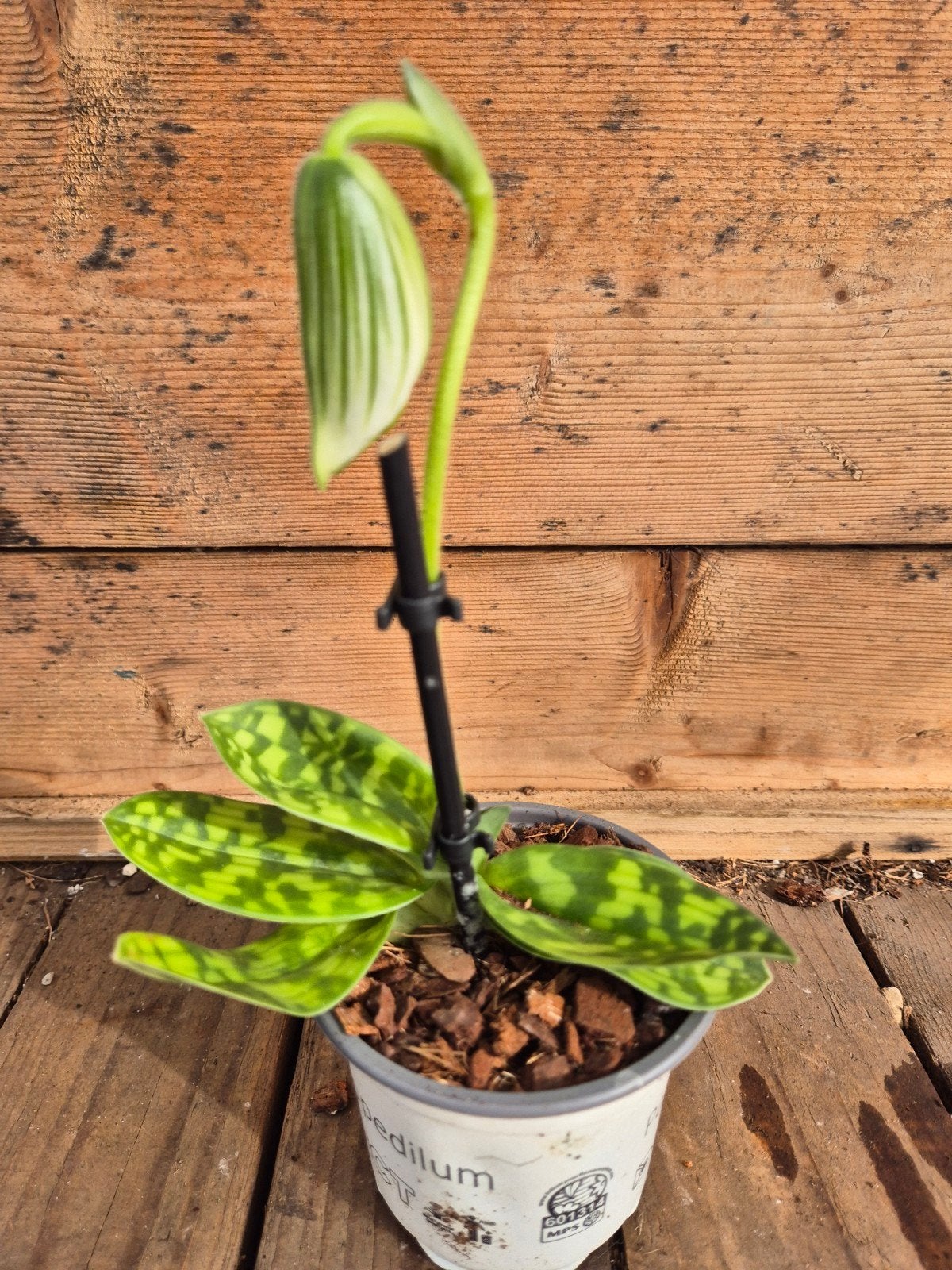 Orchidee Paphiopedilum p9 (4), Ophalen of Verzenden, Halfschaduw, Minder dan 100 cm