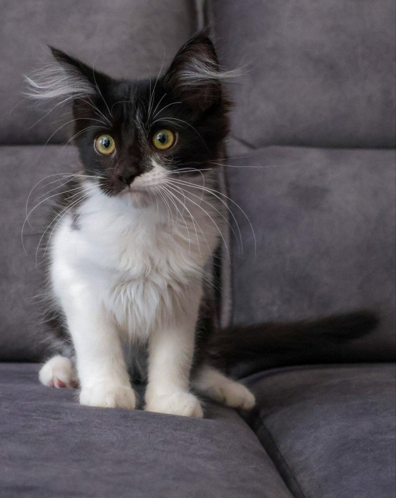 Lieve Maine Coon x American Ringtail kitten zoekt goudenmand, Meerdere dieren, Ontwormd, 0 tot 2 jaar
