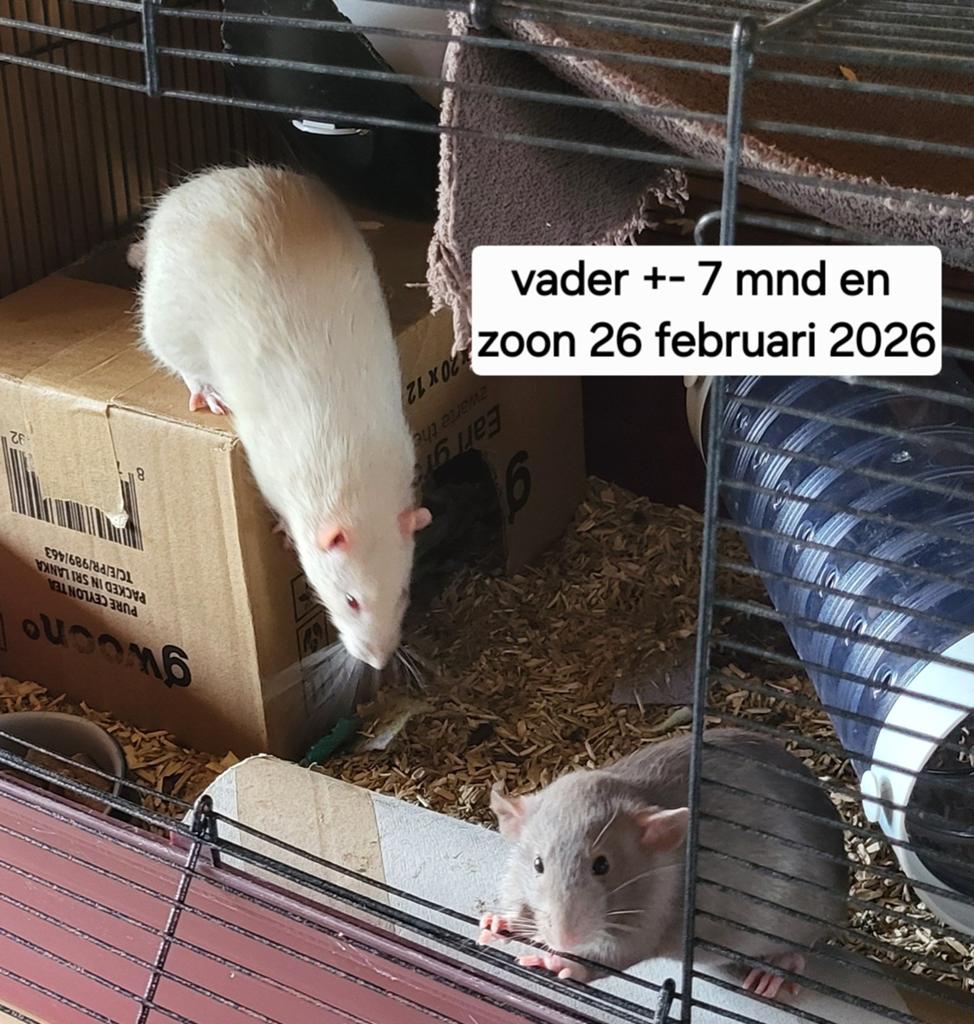 Ratten mannen, Dieren en Toebehoren, Knaagdieren, Februari, Mannelijk, Rat