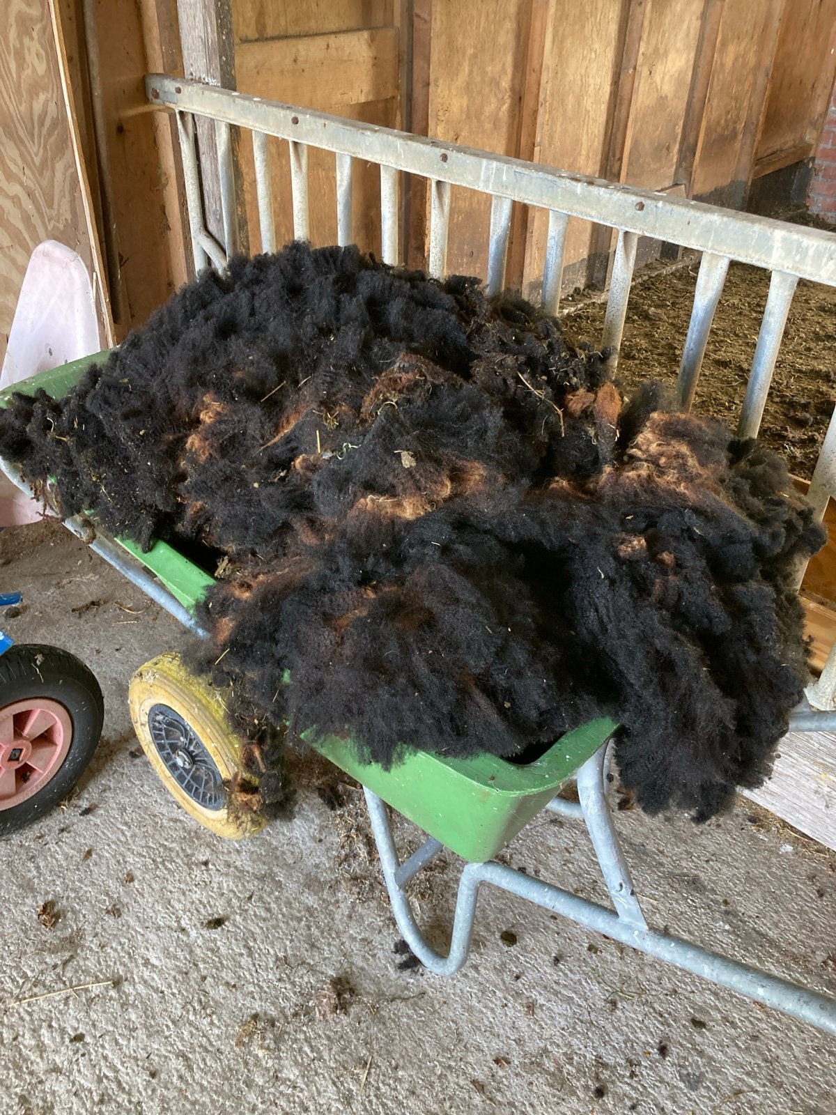 Schapenwol van 3 zwartbles schapen, Dieren en Toebehoren, Vrouwelijk, Schaap