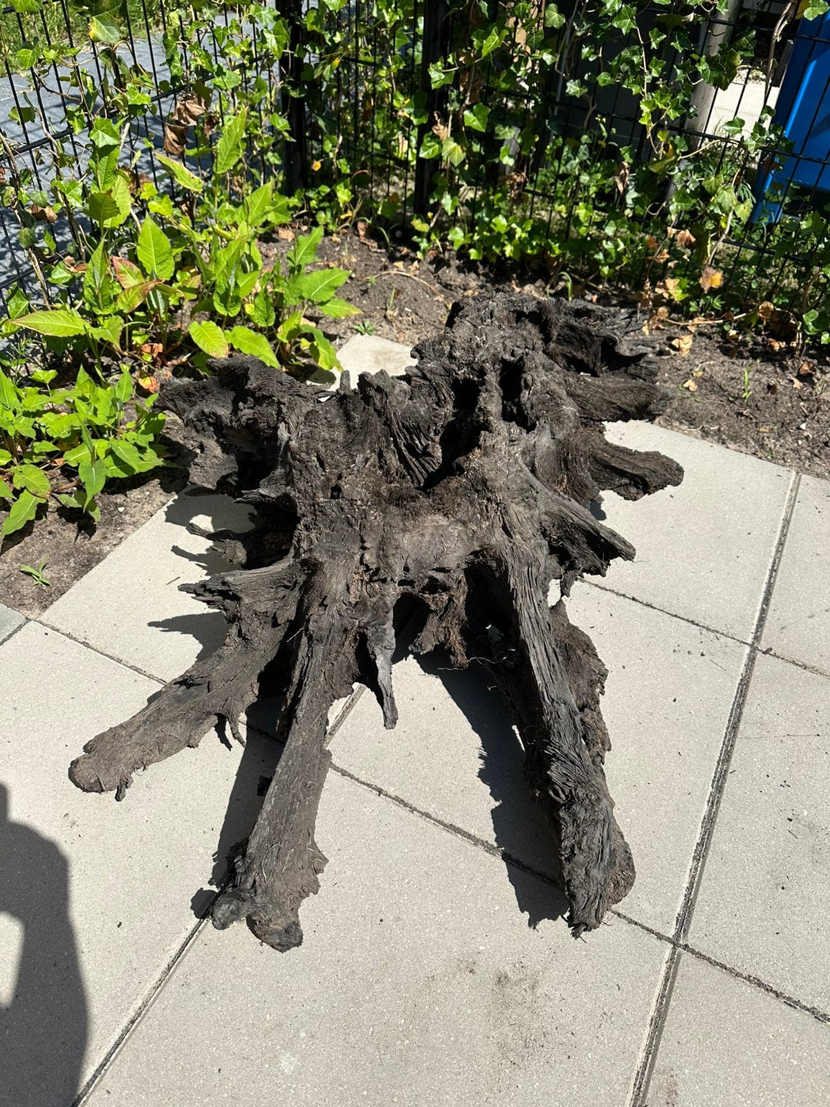 Groot stuk kienhout/decoratiehout!, Ophalen, Volle zon, Overige soorten