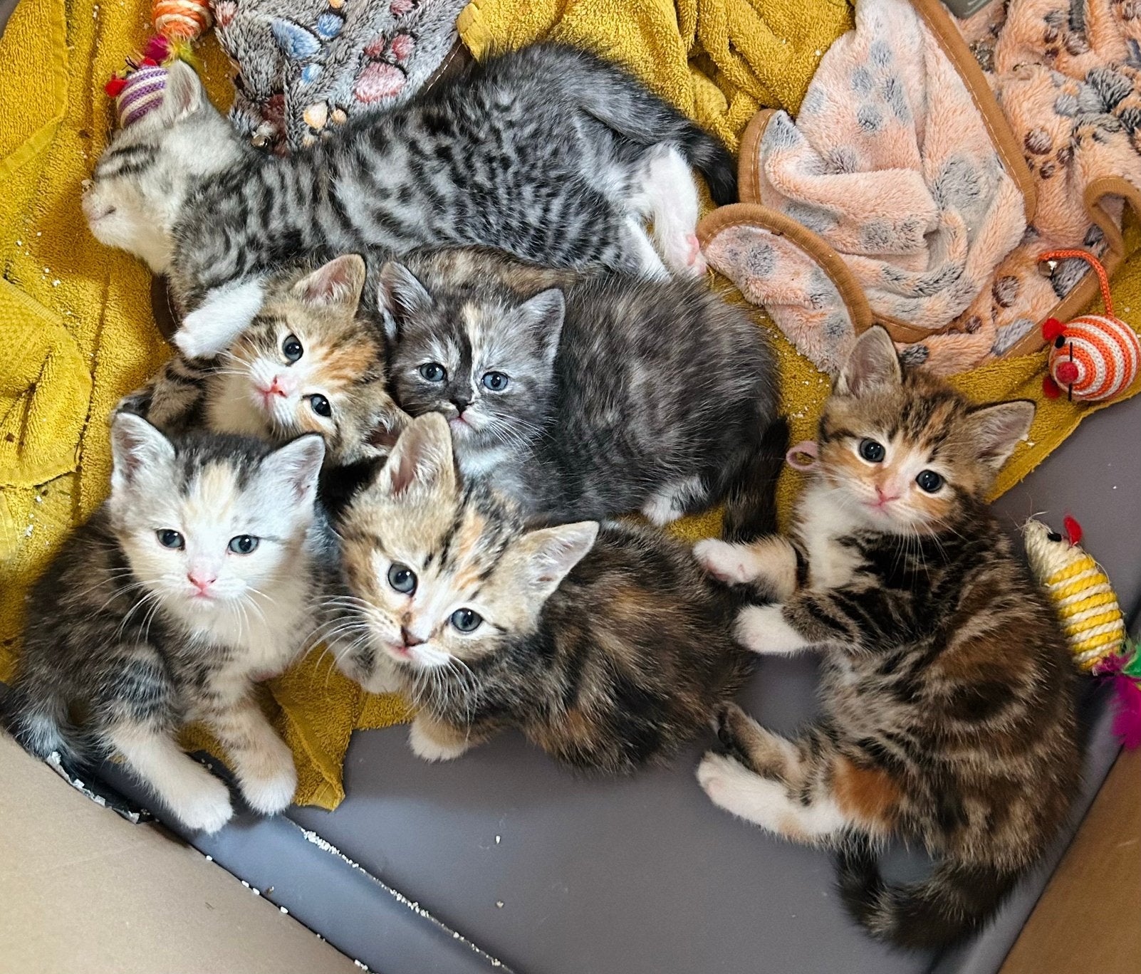 Lieve halve birtse korthaar kittens te koop, Meerdere dieren