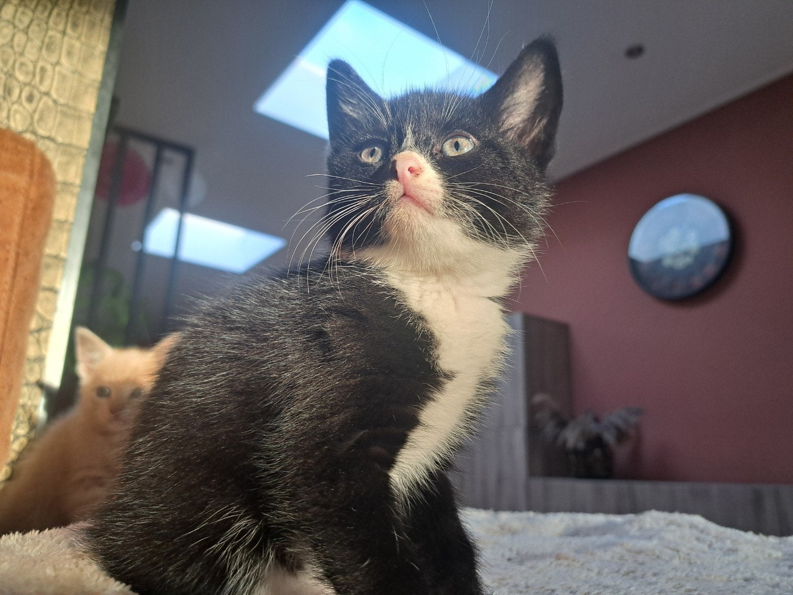 3 lieve zwart witte kittens, Dieren en Toebehoren