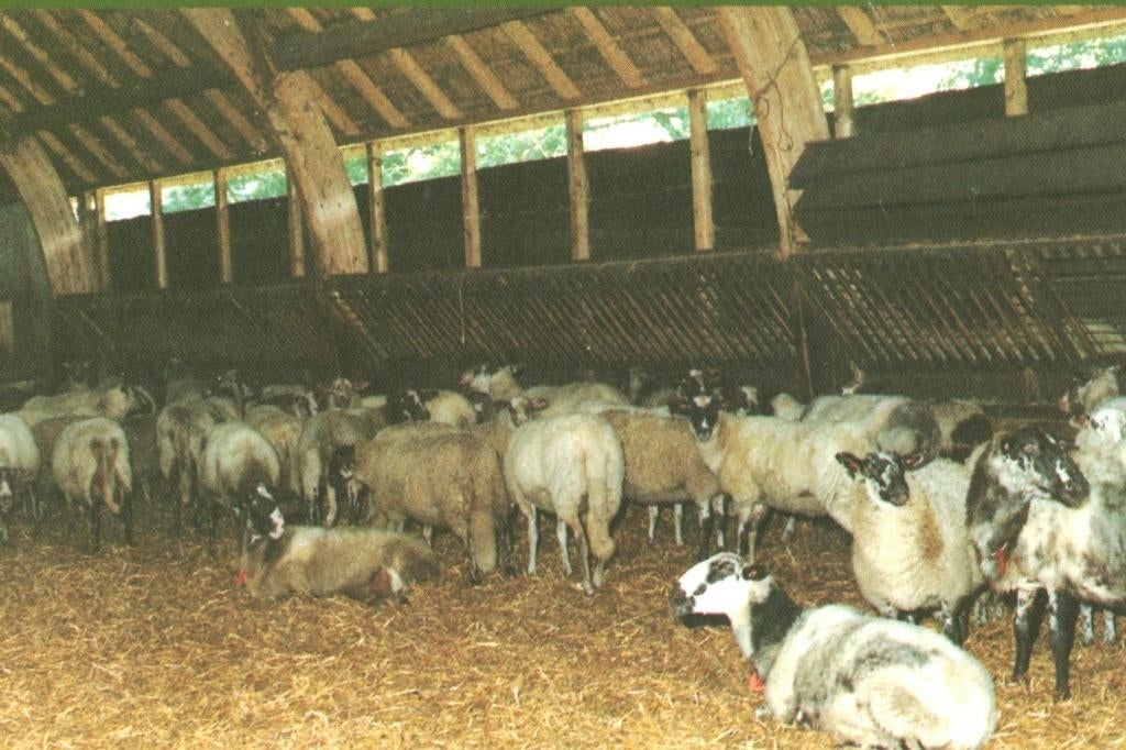 988004 Dr 80+ Schaapskudde Hooiberg  mooie zegel Eurozegel, Ophalen of Verzenden, 1980 tot heden, Gelopen, Drenthe