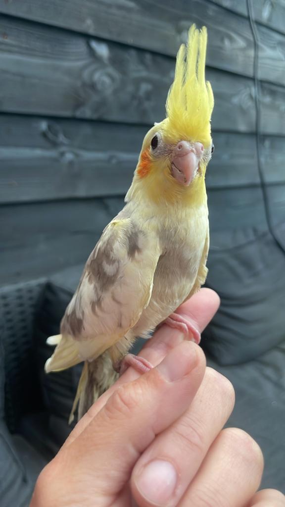 Jonge handtamme Gele opaline valkparkiet, Dieren en Toebehoren, Geslacht onbekend, Parkiet, Tam