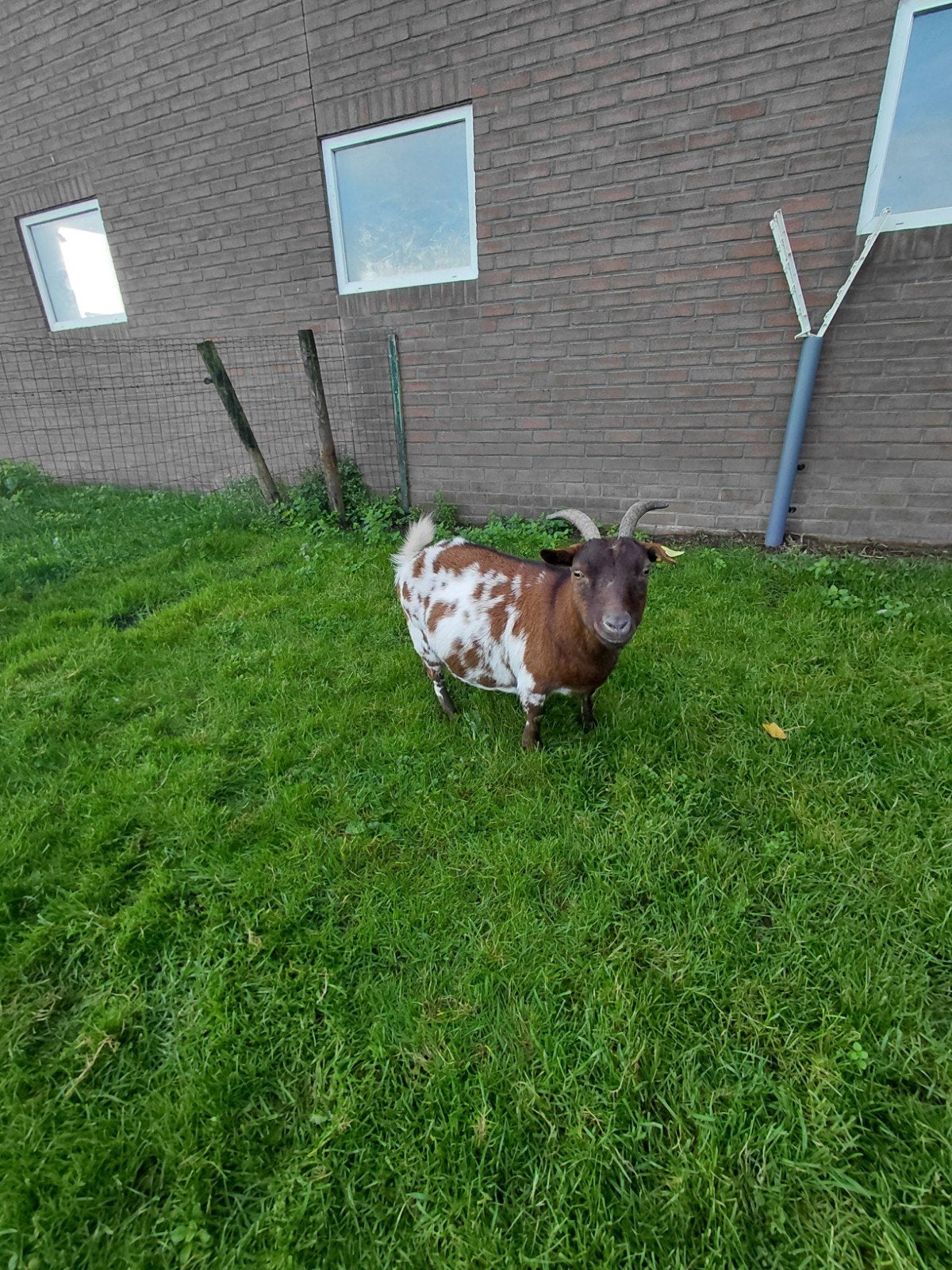 mooie dwerggeit, Vrouwelijk, Geit, 3 tot 5 jaar