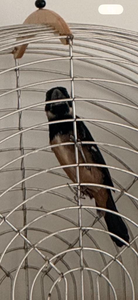 Tropische vogels, Dieren en Toebehoren, Mannelijk, Geringd