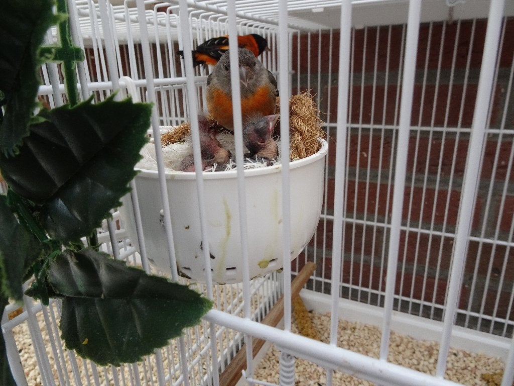 kapoetsen sijsjes, Dieren en Toebehoren, Vogels | Overige Vogels, Meerdere dieren, Tropenvogel