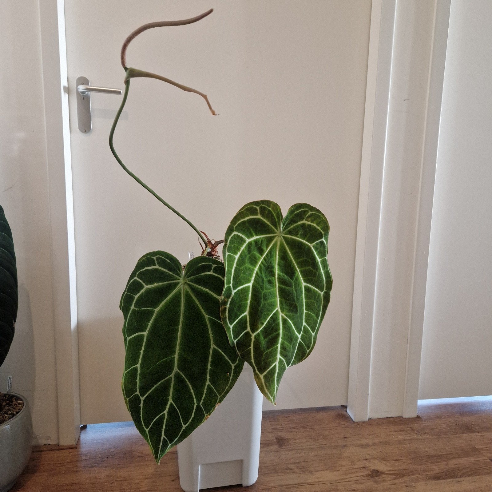 Anthurium Crystallinum Silver, Ophalen, Overige soorten, Halfschaduw, Minder dan 100 cm