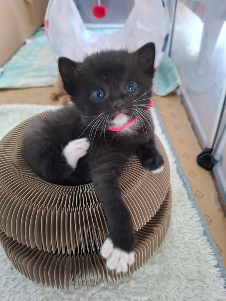 Super mooie kittens, Dieren en Toebehoren, Katten en Kittens | Overige Katten