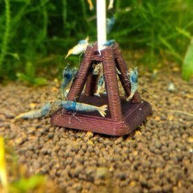 Caridina blue taitibee garnalen uit BOA, Kreeft, Krab of Garnaal, Zoetwatervis, Schoolvis
