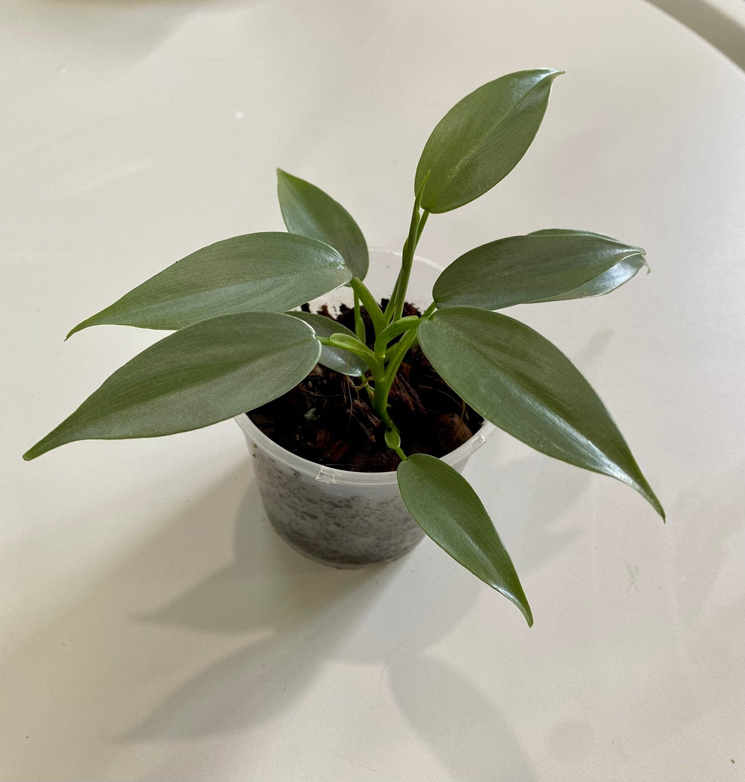 Philodendron Hastatum Silver Sword, Huis en Inrichting, Ophalen of Verzenden, Halfschaduw, Minder dan 100 cm