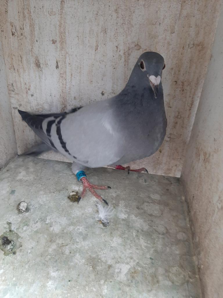 Te koop jonge postduiven......, Dieren en Toebehoren, Vogels | Duiven, Meerdere dieren, Postduif