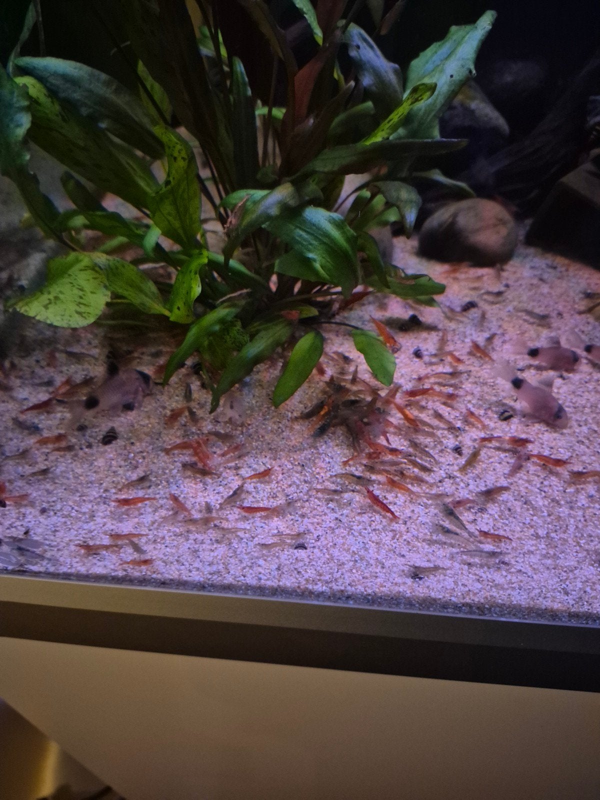 garnalen mix kleur, Dieren en Toebehoren, Kreeft, Krab of Garnaal