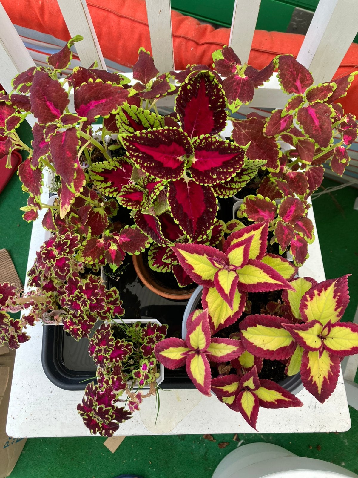 Coleus / siernetel topstekjes, Overige soorten, Minder dan 100 cm, Bloeiende kamerplant, Halfschaduw