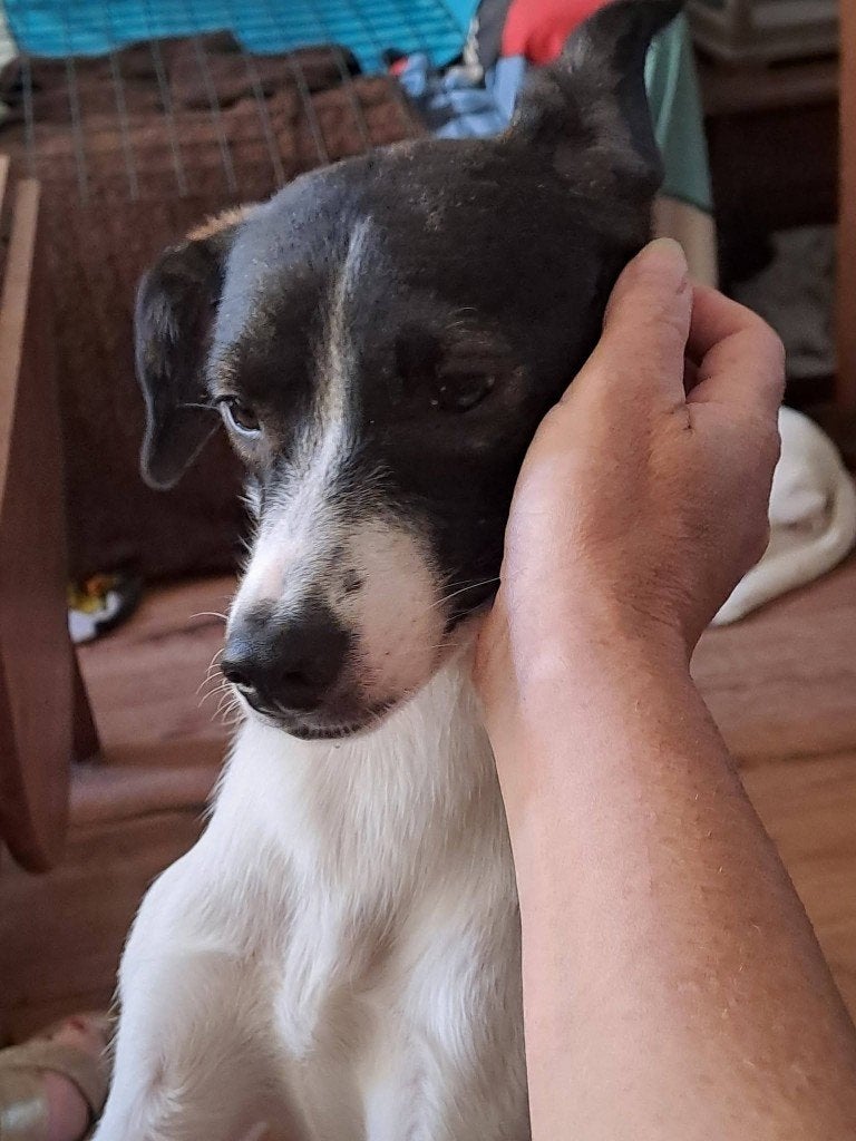 JULIE geb.10/2024 Eigenzinnig/iets onzeker/vrouwelijke baas, Dieren en Toebehoren, Honden | Niet-rashonden, Parvo, Handelaar, 1 tot 2 jaar