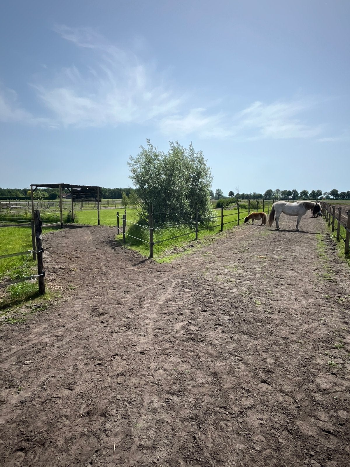 Pensionplek ouder paard, paardenrusthuis, Paddock Paradise, Stalling