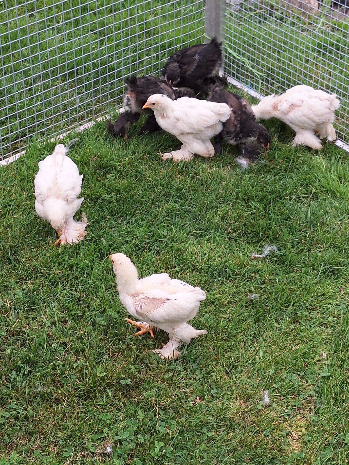 kuikens brahamas, Meerdere dieren, Kip