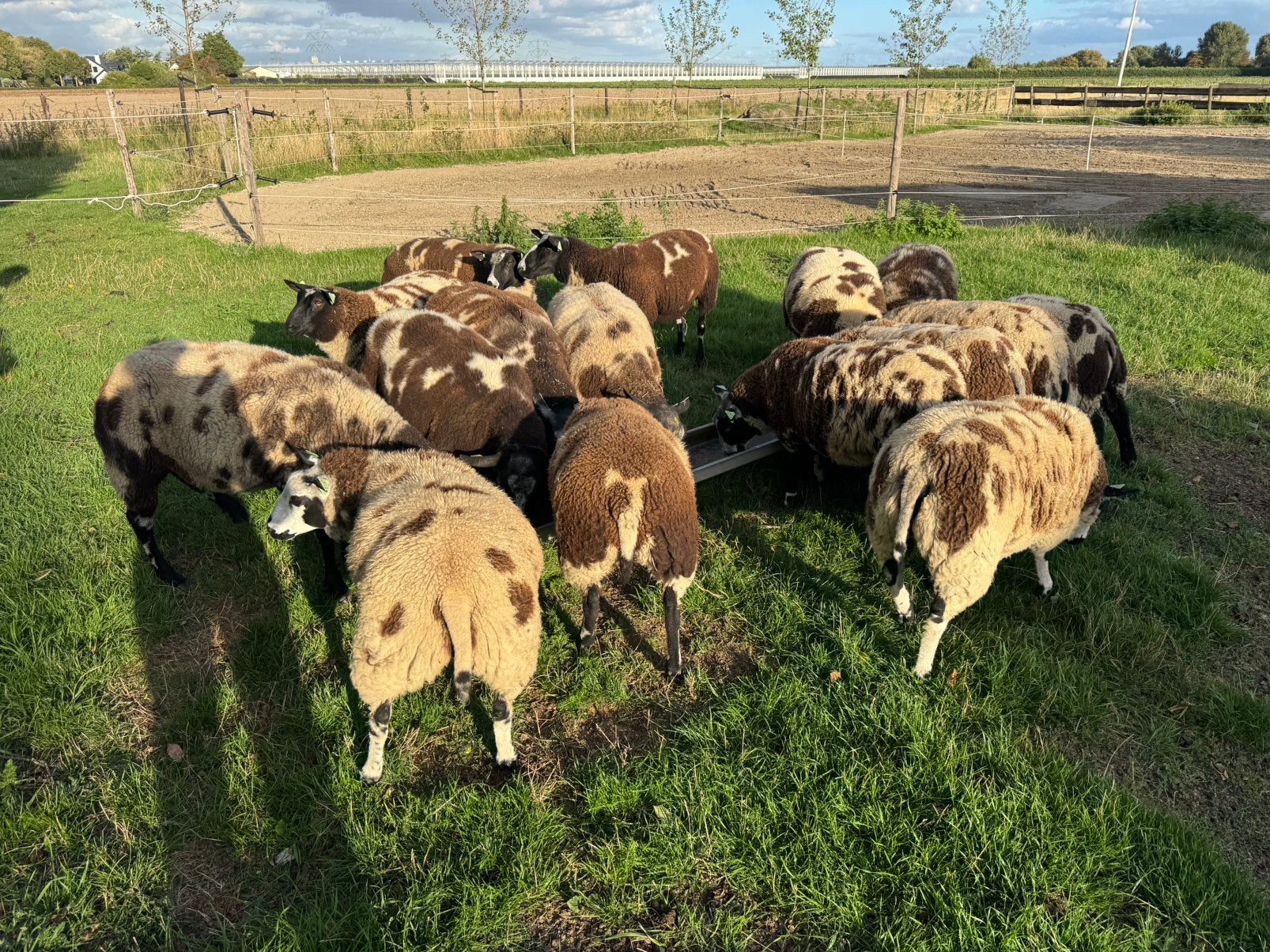 Te koop mooie bonte ooien, Dieren en Toebehoren, Vrouwelijk, Schaap