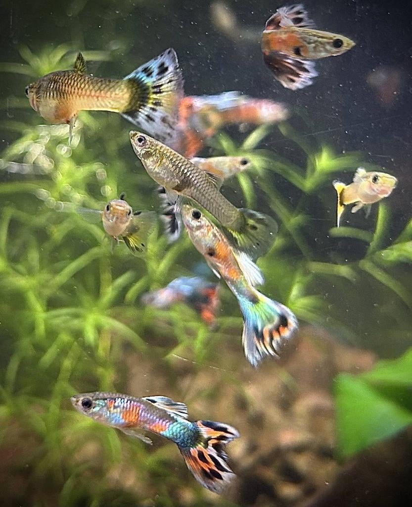 Raqzuivere guppy's, Vis