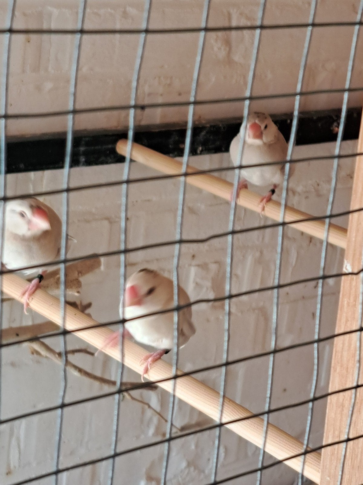 Rijstvogels, Dieren en Toebehoren, Geslacht onbekend, Geringd