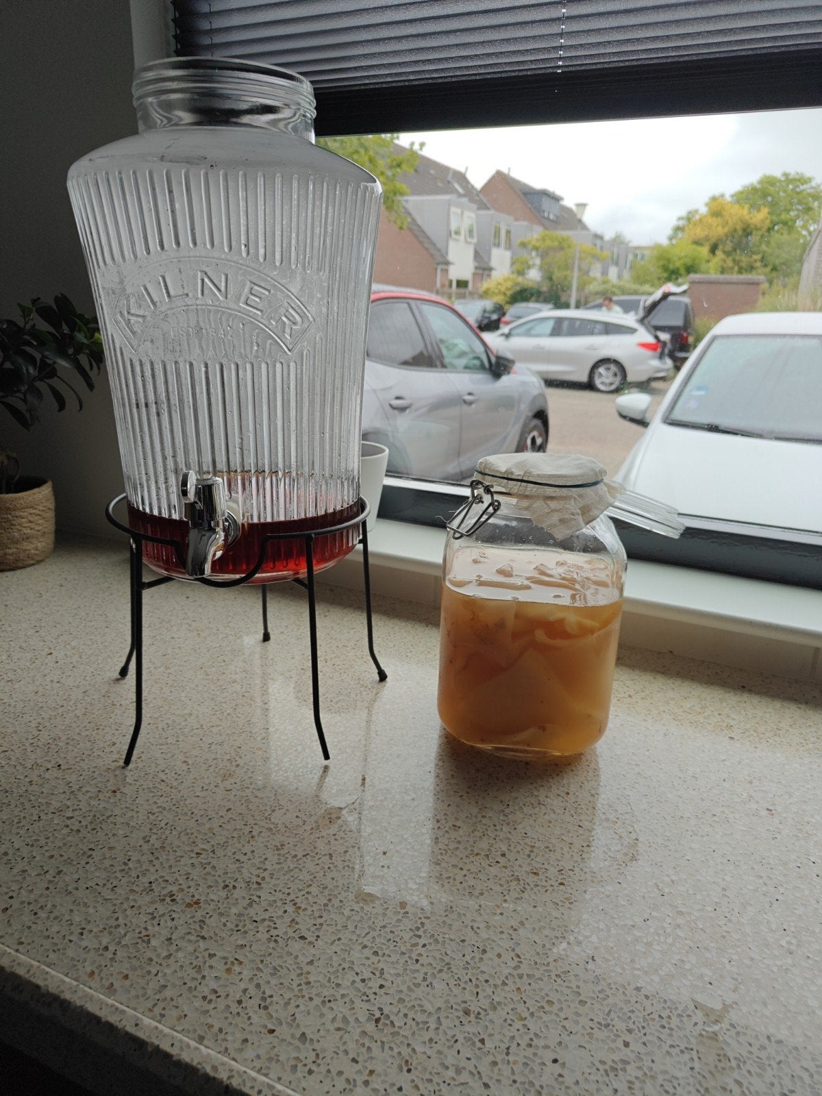 Kombucha Scoby, Ophalen