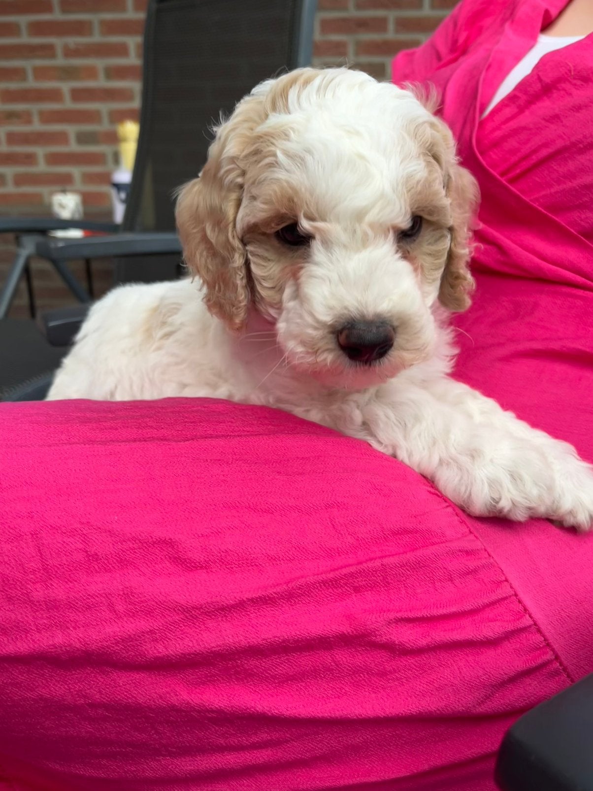 Lieve blonde labradoodle pups., Dieren en Toebehoren, Parvo, Overige rassen, 8 tot 15 weken, Teef