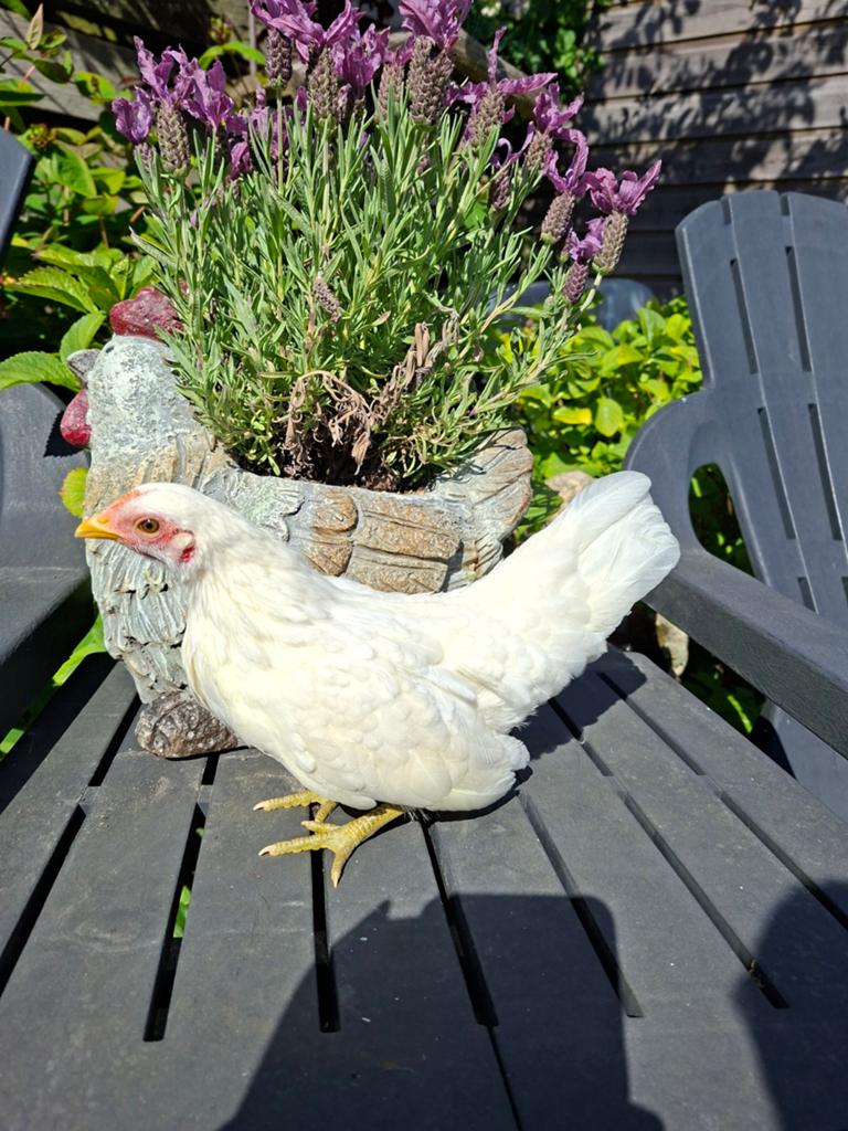 Serama hennetjes,  kuikens,  glad en krul., Dieren en Toebehoren, Pluimvee, Vrouwelijk, Kip