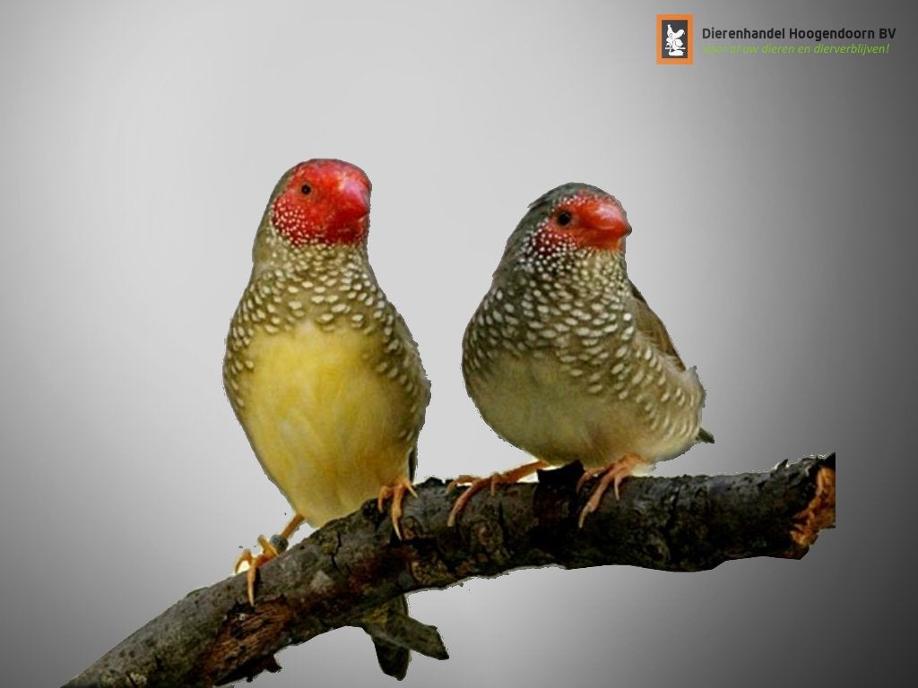 Binsenastrilde roodkop | veel keuze uit tropische vogels, Meerdere dieren, Tropenvogel