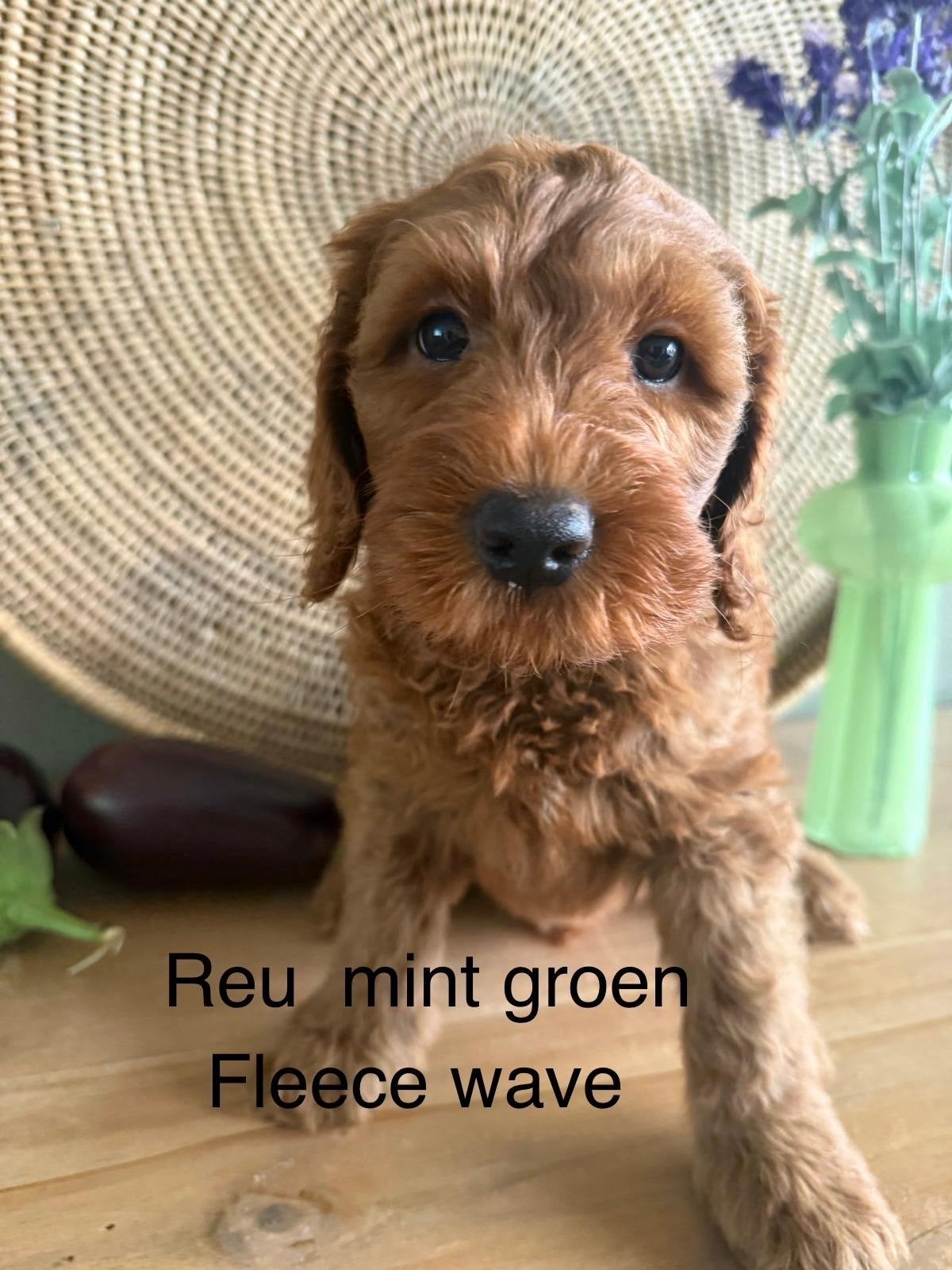 Australian labradoodle pups, Dieren en Toebehoren, Parvo, 8 tot 15 weken, Meerdere, Meerdere dieren