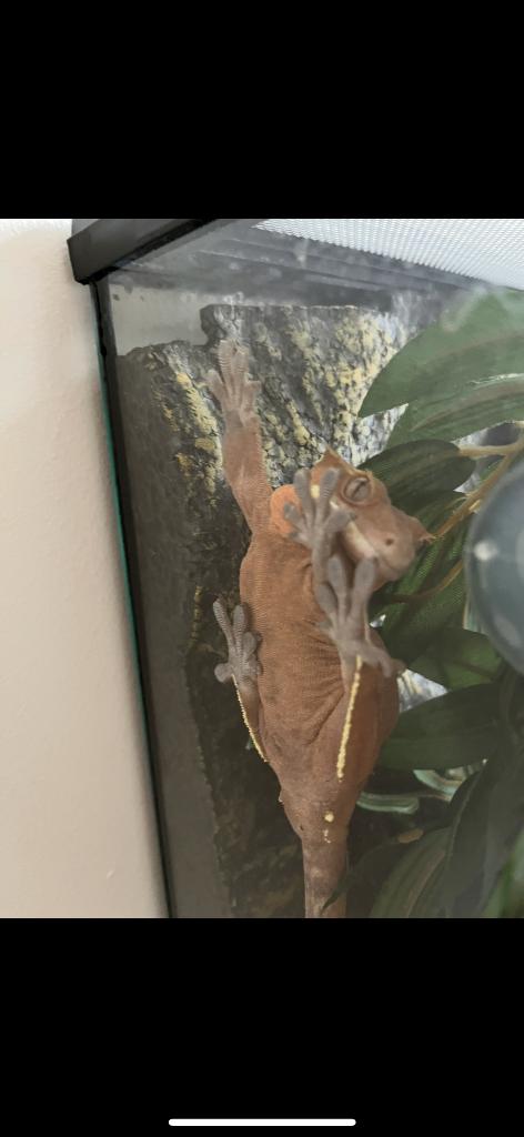Crested Gecko met terrarium Crested Gecko - unknown for sale from Mara