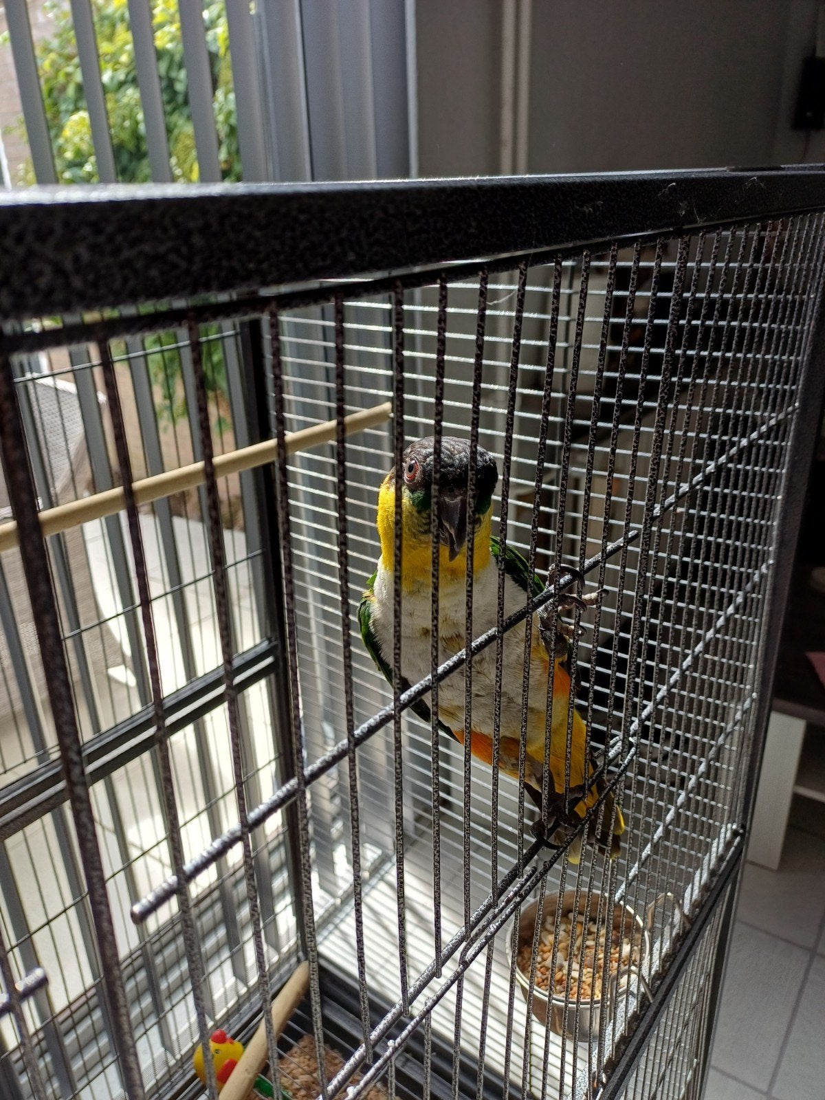 Te koop , tamme caique., Dieren en Toebehoren, Vogels | Parkieten en Papegaaien, Mannelijk, Papegaai