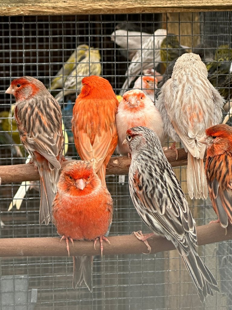 Rood agaat isabel mozaïek kanaries, Dieren en Toebehoren, Vogels | Kanaries, Meerdere dieren, Kleurkanarie