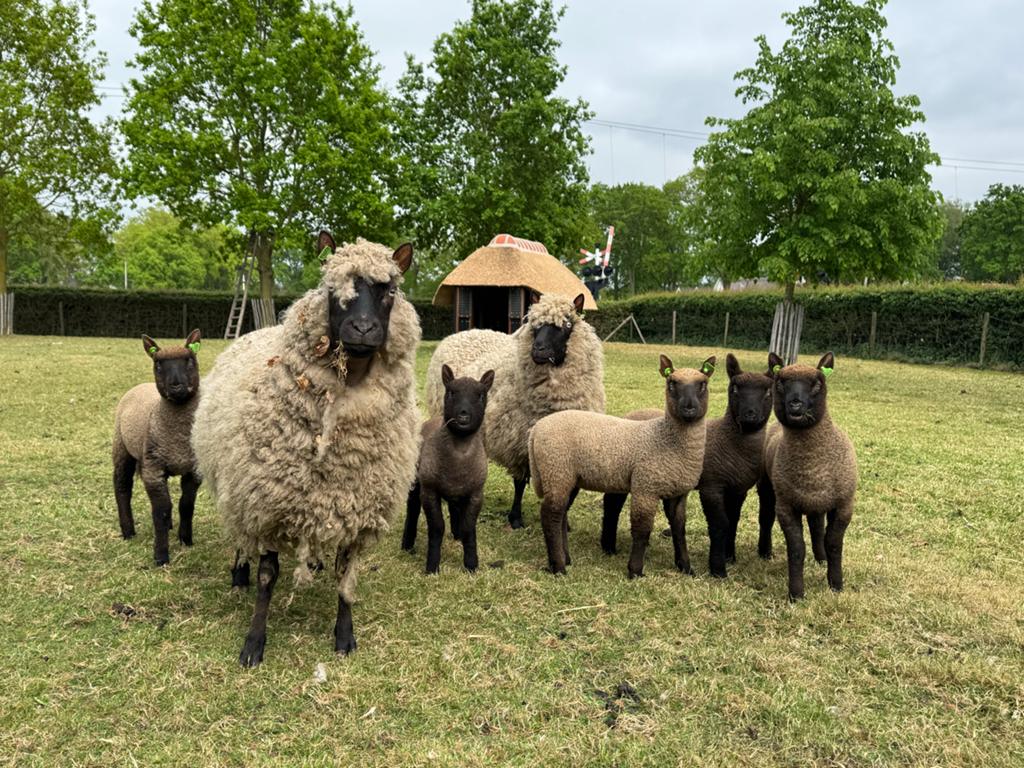 2 clun forest rammen lammeren, Dieren en Toebehoren, Schapen, Geiten en Varkens, Mannelijk, Schaap