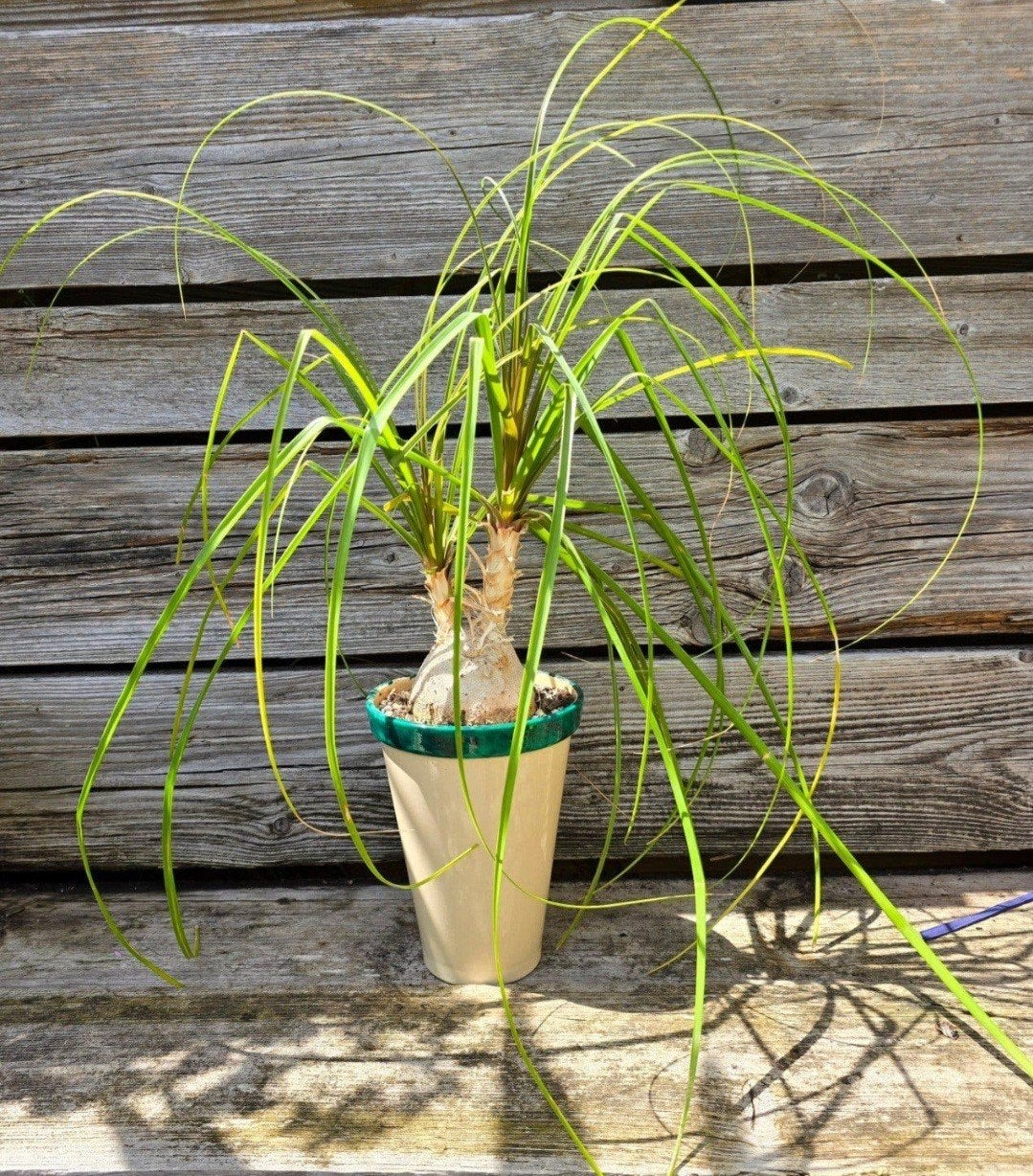 Beaucarnea recurvata met sierpot., Huis en Inrichting, Kamerplanten, Ophalen, Halfschaduw, Minder dan 100 cm