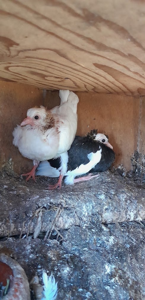 duiven, Meerdere dieren, Overige soorten