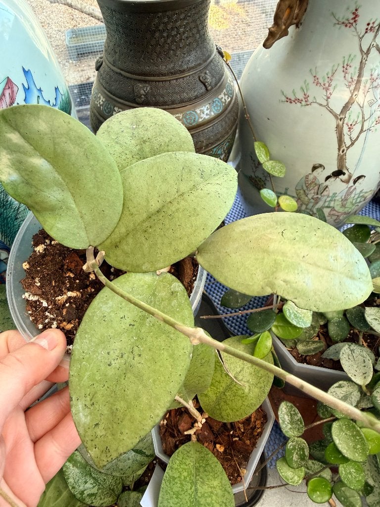 Hoya menak sopal, Huis en Inrichting, Verzenden, Halfschaduw, Minder dan 100 cm
