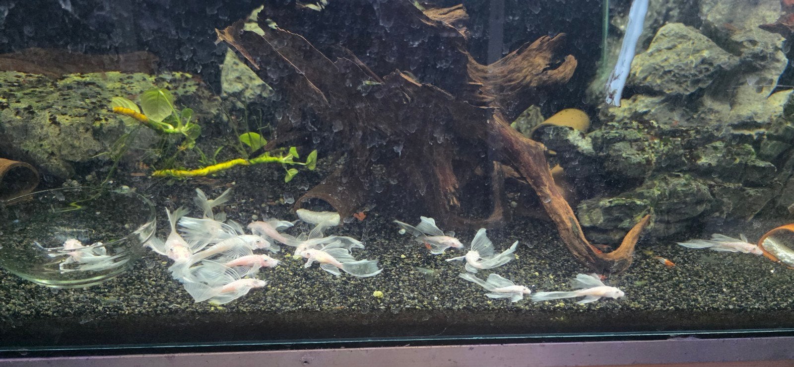 Ancistrus l144 snow white shortfin l144, Dieren en Toebehoren, Vis