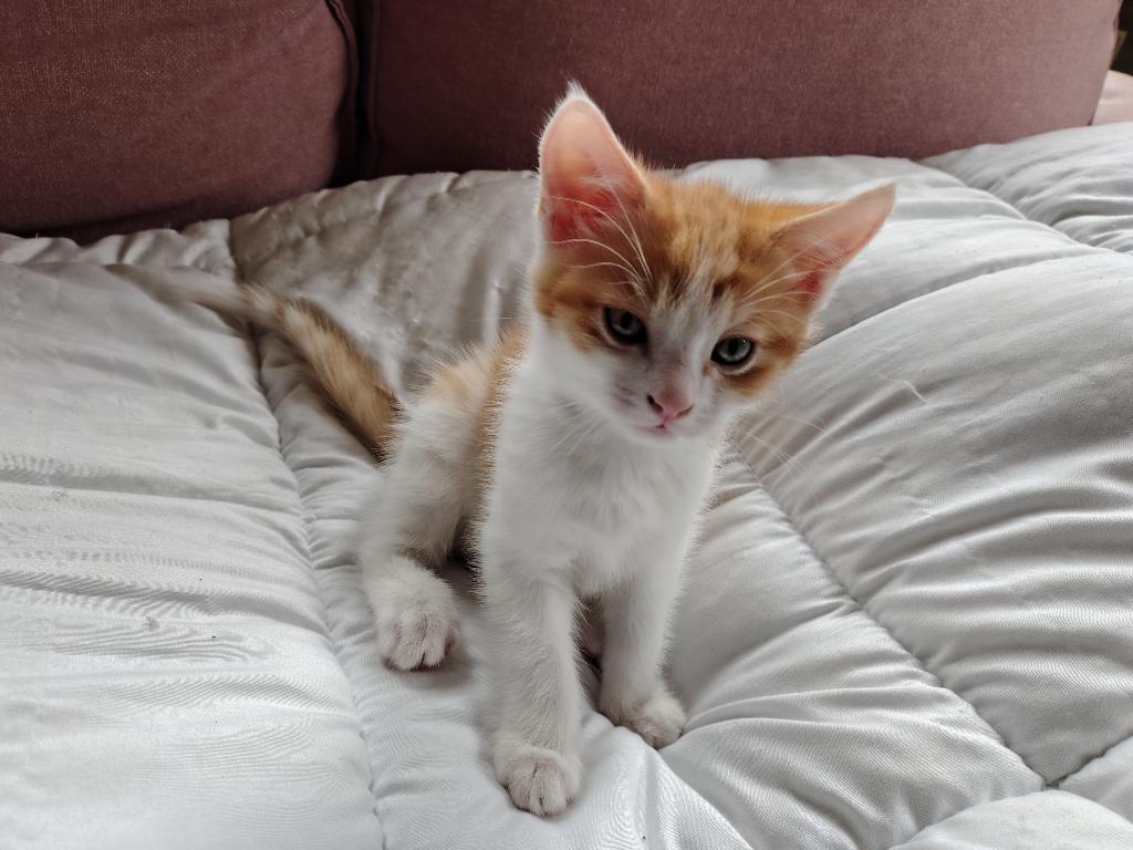 Kitten, een mannetje., Dieren en Toebehoren, Katten en Kittens | Overige Katten, Kater, Kortharig, 0 tot 2 jaar