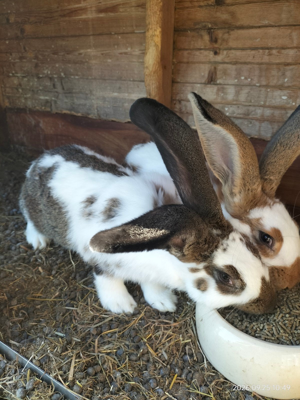 prachtige rammelaars vlaamse reus, Dieren en Toebehoren, Mannelijk, Groot