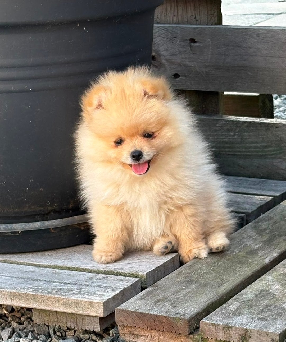 Pomeriaantjes klein blijvend, Particulier, Keeshond, 8 tot 15 weken, Buitenland